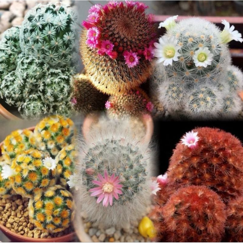 Kaktus Mammilaria Carmenae