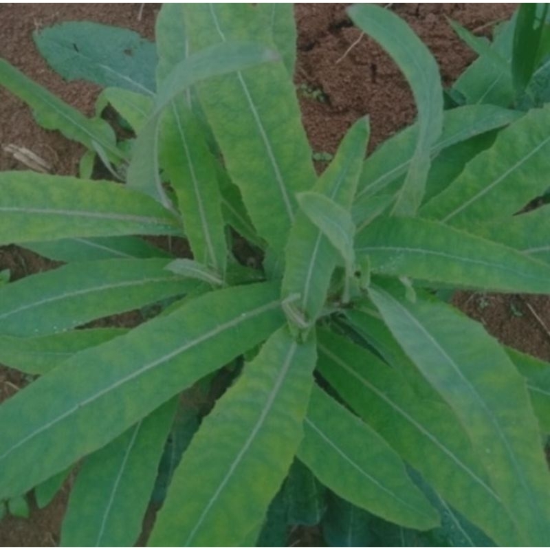 

Jual daun camawak atau tempuyung segar 500gram