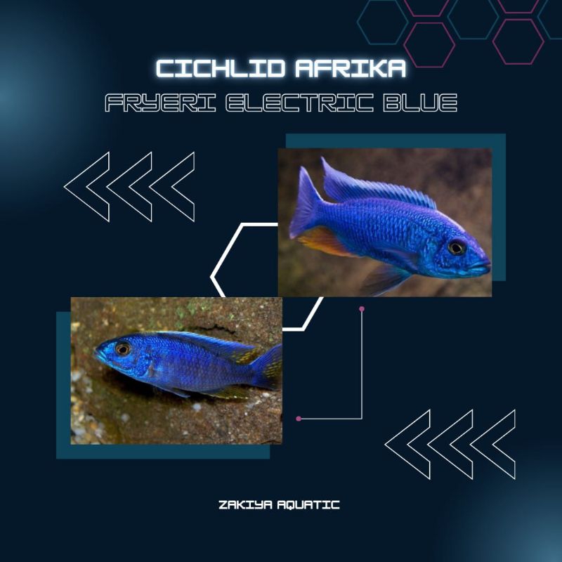 Fryeri Electric Blue Cichlid Afrika
