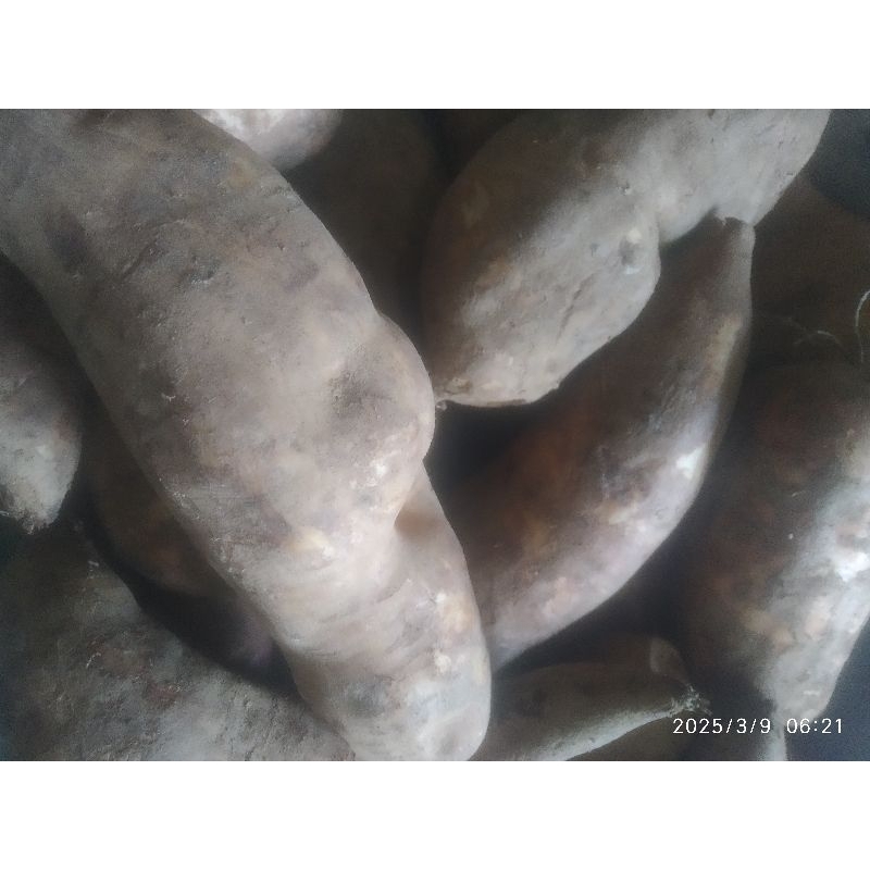 

UBI YACON ASLI WONOSOBO/UMBI YACON Ready/UBI SEHAT/UMBI UNIK.berat 1 kg