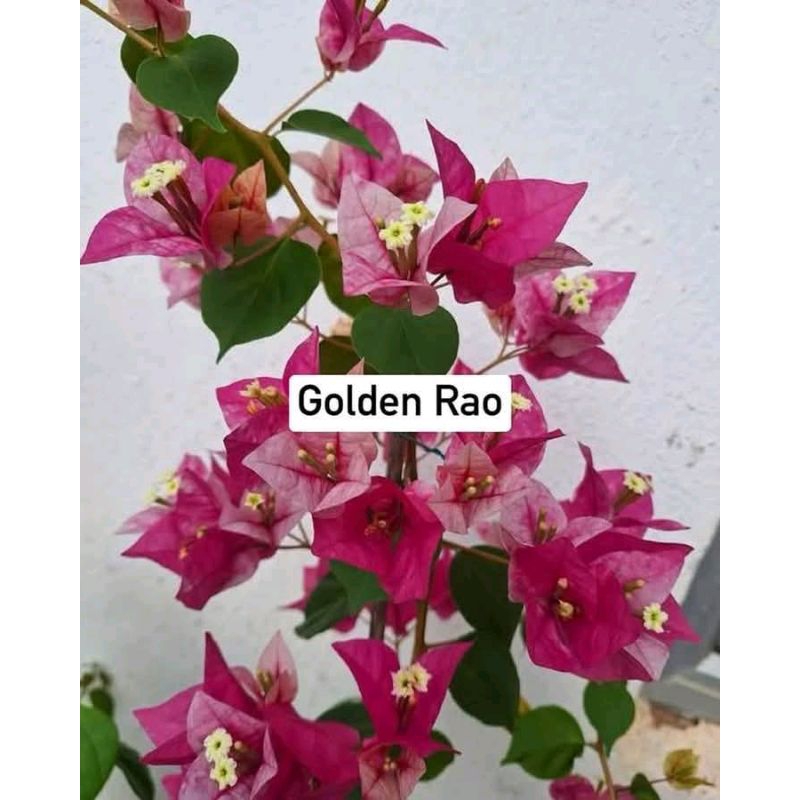 Bougenville golden rao