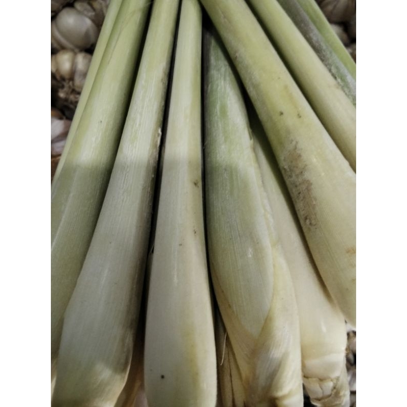 

Sereh Bangkok Pilihan Fresh 1 KG