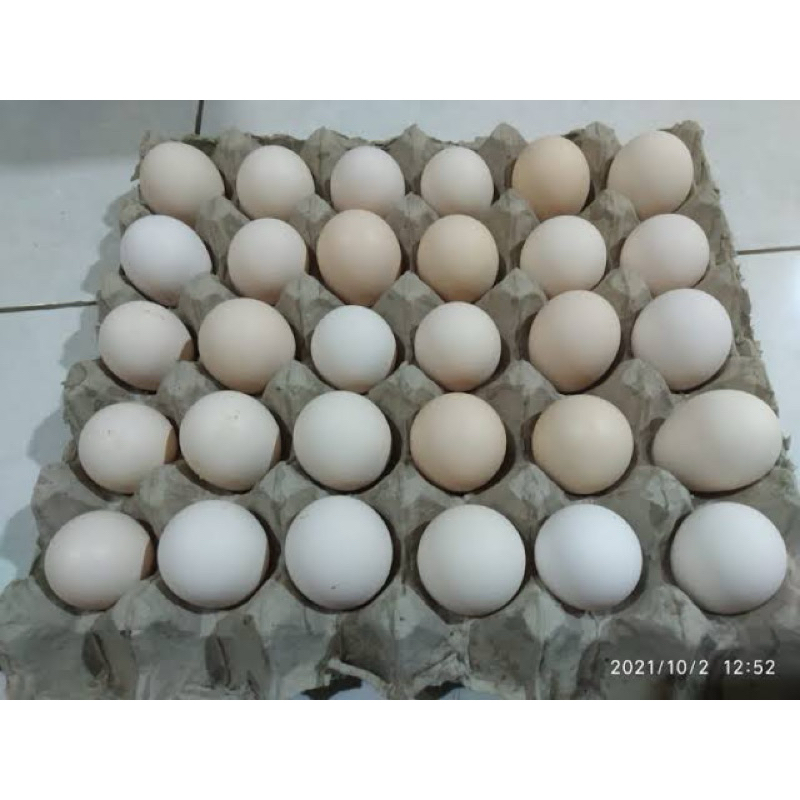 

telur ayam kampung arab