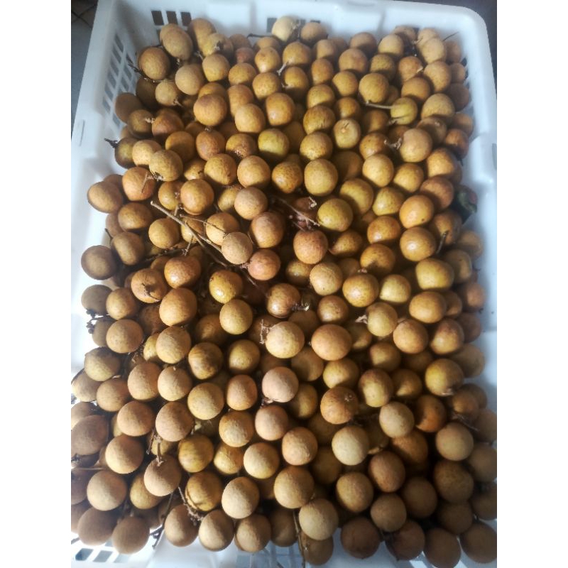 

Kelengkeng super manis stiker Gold