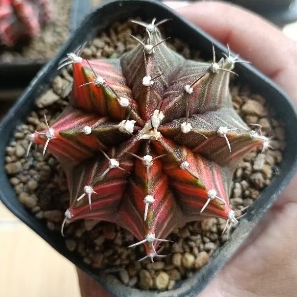 kaktus gymno miha lb hybrid variegata selected super mewah