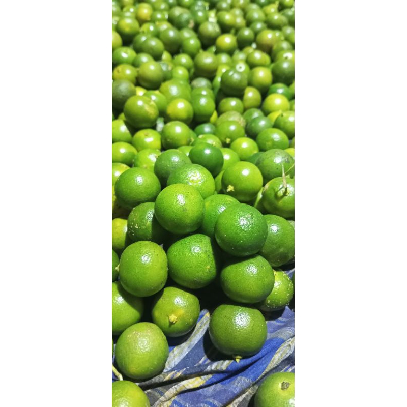 

500g Jeruk kasturi jeruk sonkit jeruk lemon Cui