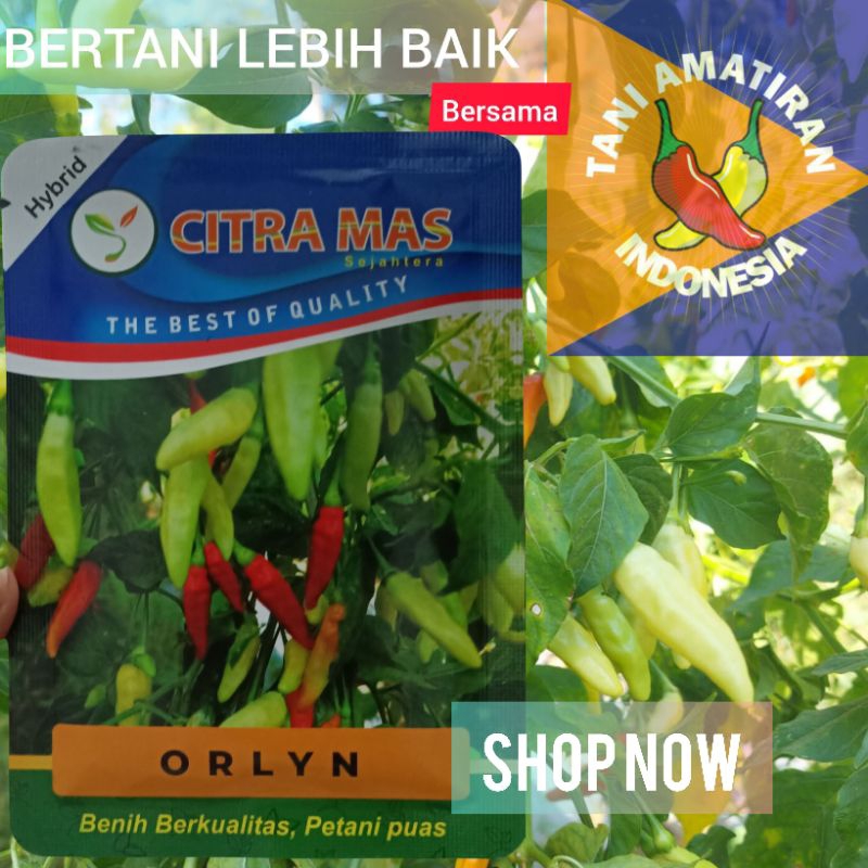 

ORLYN Benih Cabai Rawit Unggul 10gr Terbaru Original CITRA MAS