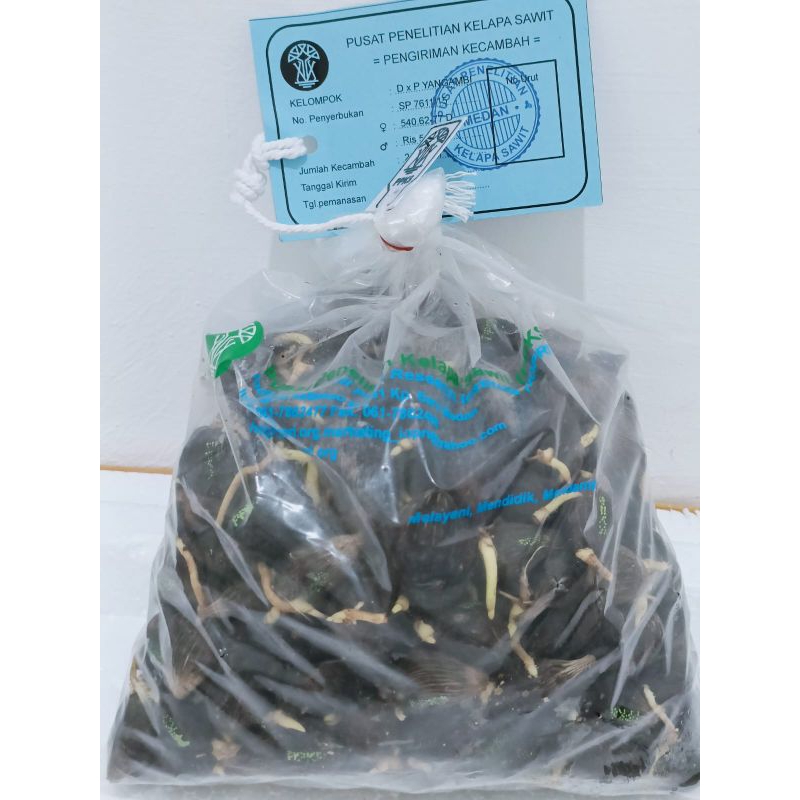 Tanaman bibit benih kelapa sawit Yangbi unggul