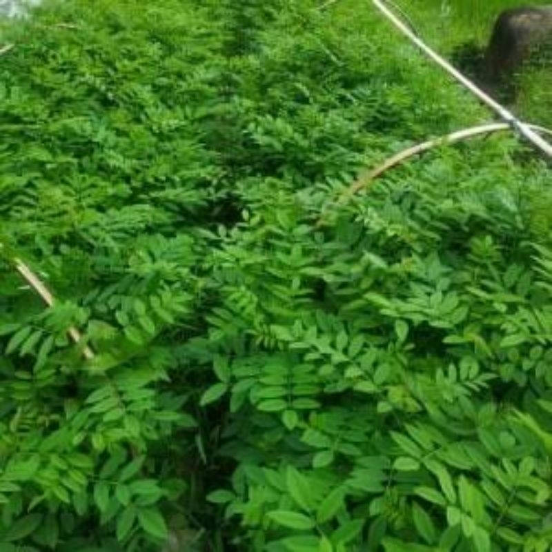 

daun indigofera fresh /bisa untuk bahan reserch assigment