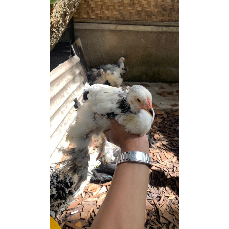 AYAM BRAHMA LC USIA REMAJA CALON INDUKAN SUPER