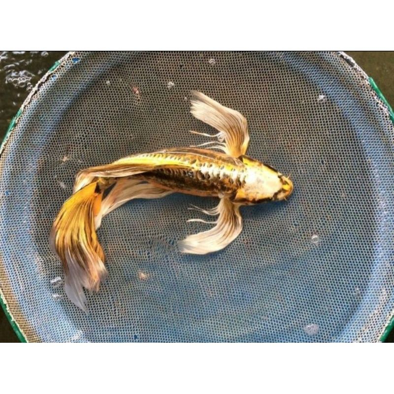 sepasang beby ikan koi metalic slayer butterfly warna mix super gondrong uk 7-8cm