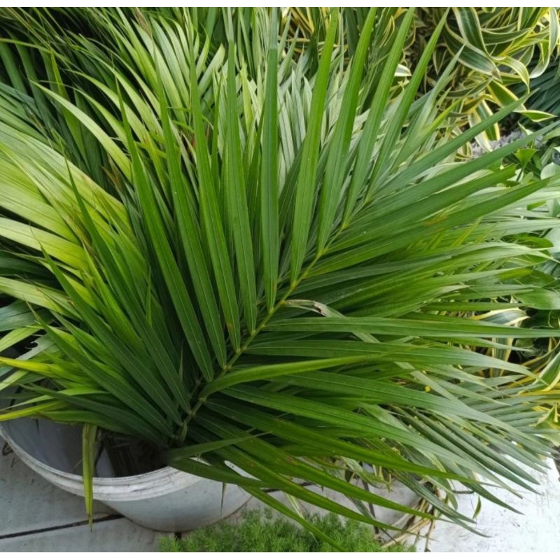 Daun Palem Segar Daun Palma