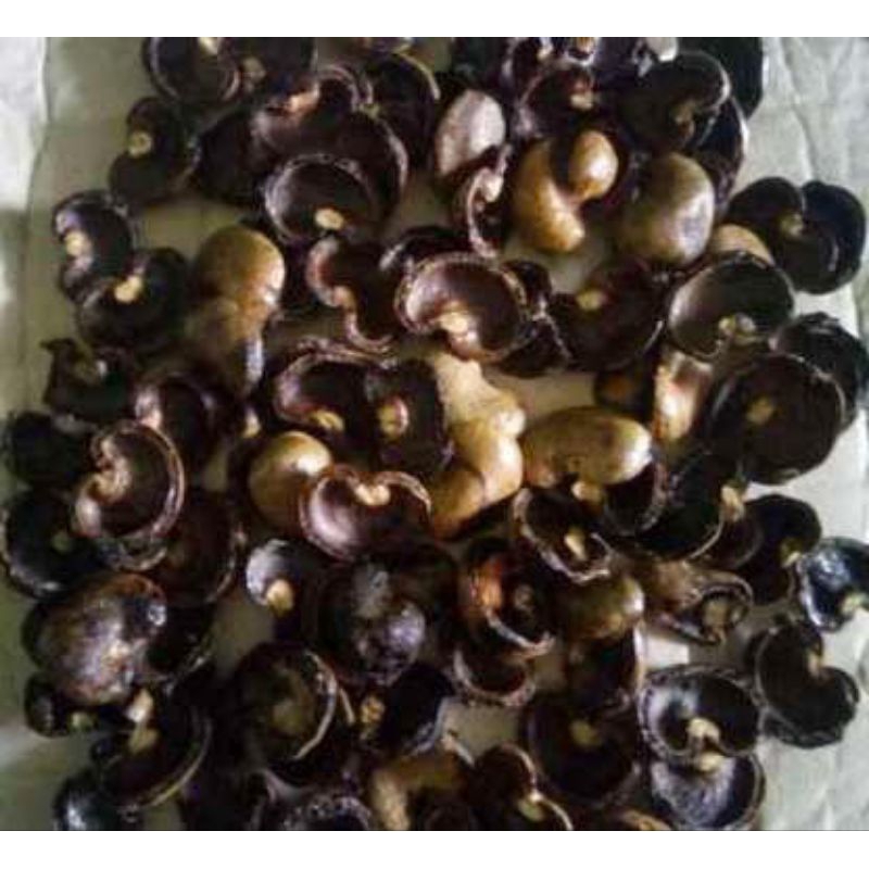 

Kulit Luar Kacang Mede