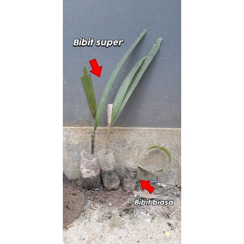 bibit pohon siwalan pohon lontar super siap tanam