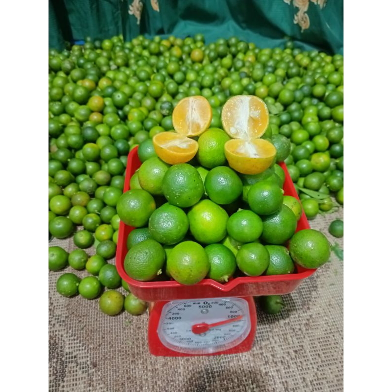 

1kg jeruk kasturi songkit peras lemoncui