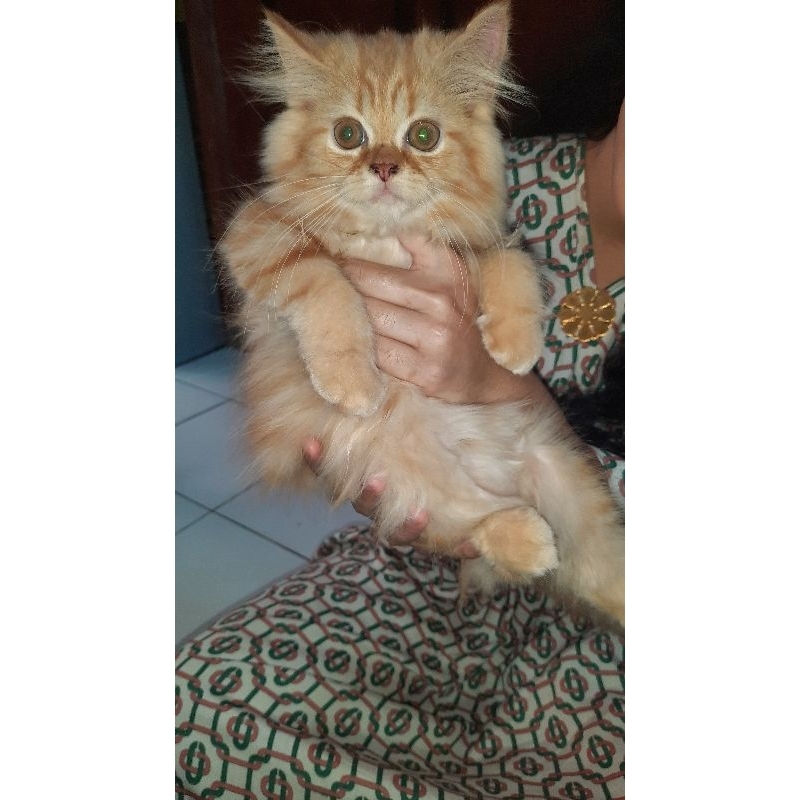 kucing Persia jantan 3,5 bulan long hair