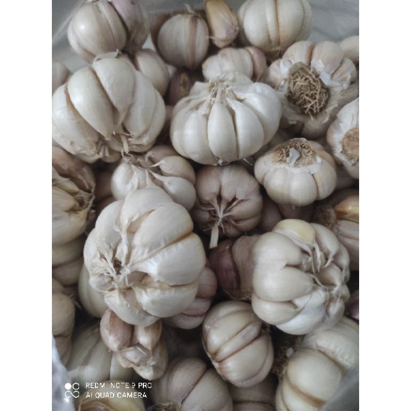 

Bawang putih super kupas bersih