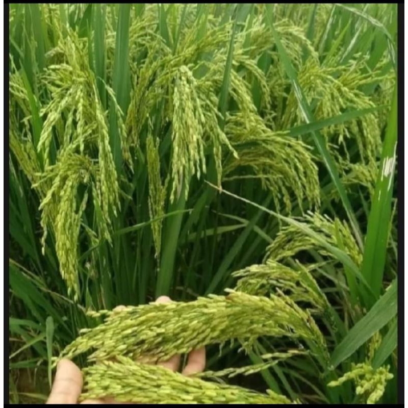 BENIH PADI INPAGO12 AGRITAN Kemasan 1kg