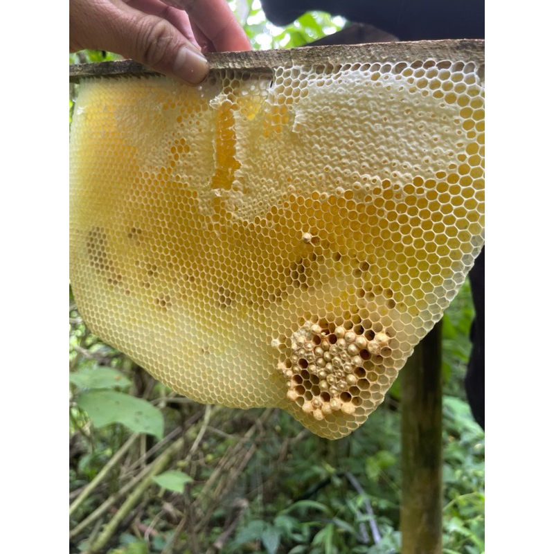 

madu masih sama sarangnya