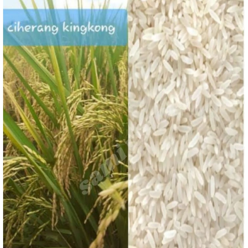 1 KG BENIH PADI UNGGUL TERBARU CIHERANG KINGKONG benih siap tanam hasil maksimal