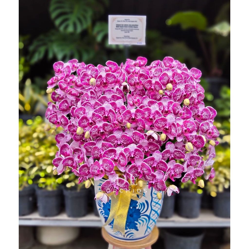 Anggrek Bulan Dewasa Warna Ungu rangkaian 20 Pohon Pot Keramik