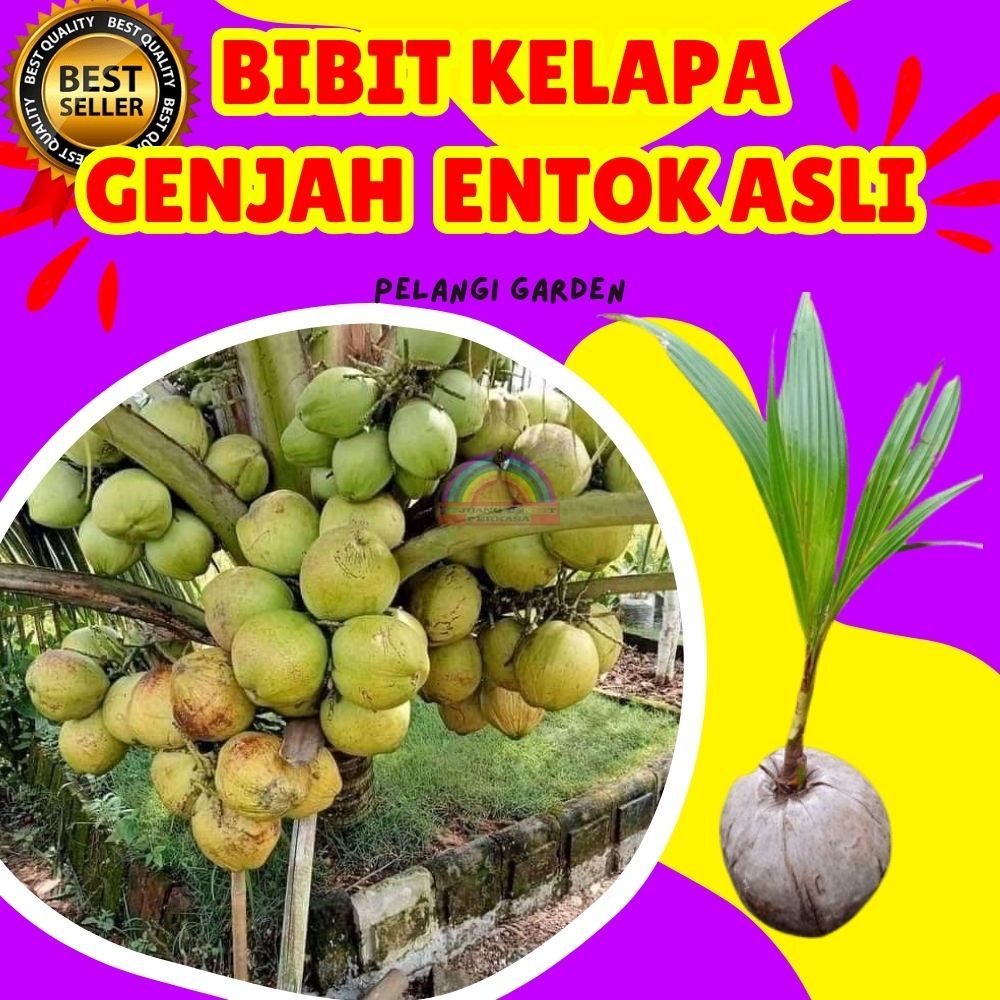 TERLARIS.. Bibit Kelapa Entok Genjah, Bibit Kelapa Entok Super