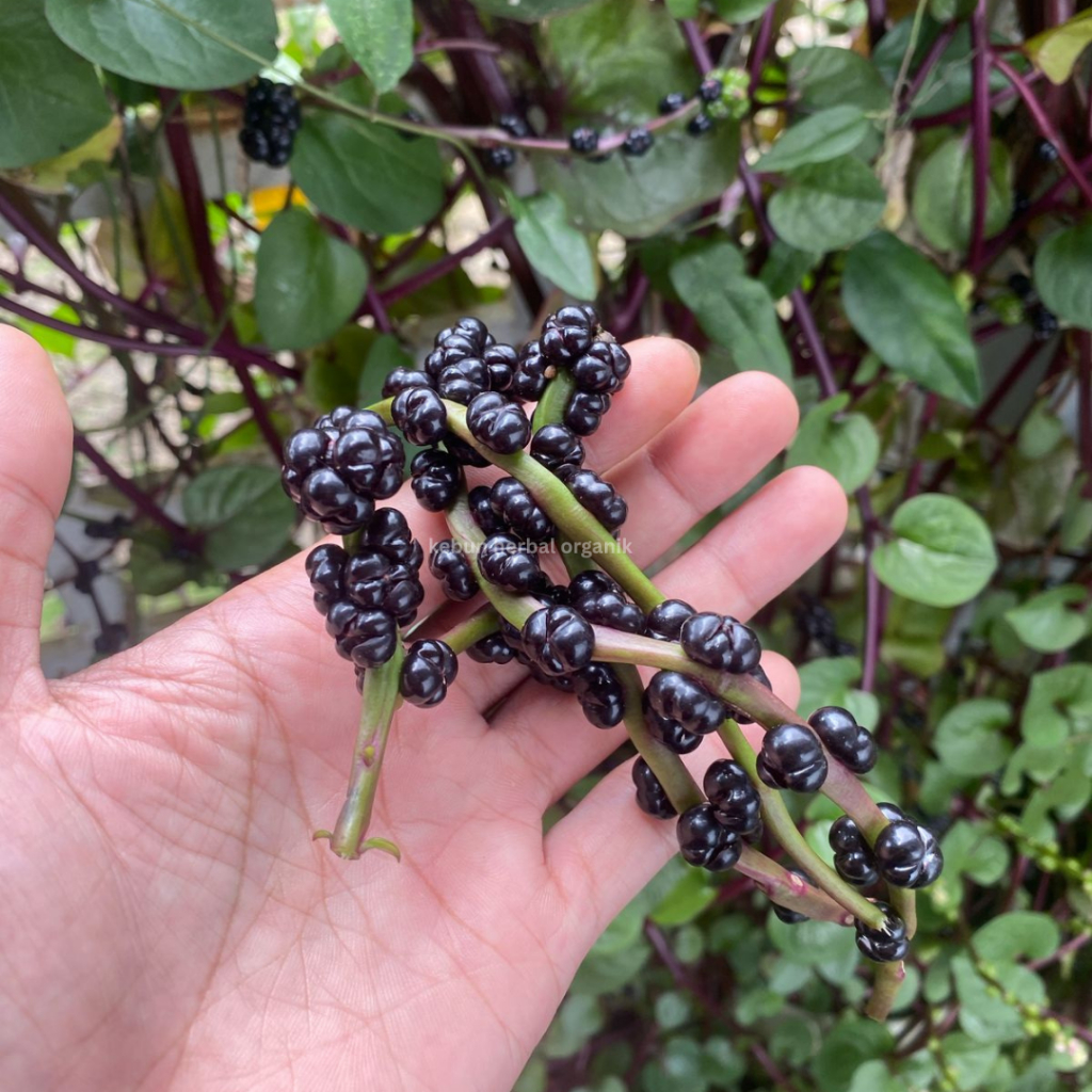 

Biji Buah Angkung Segar Asli Original