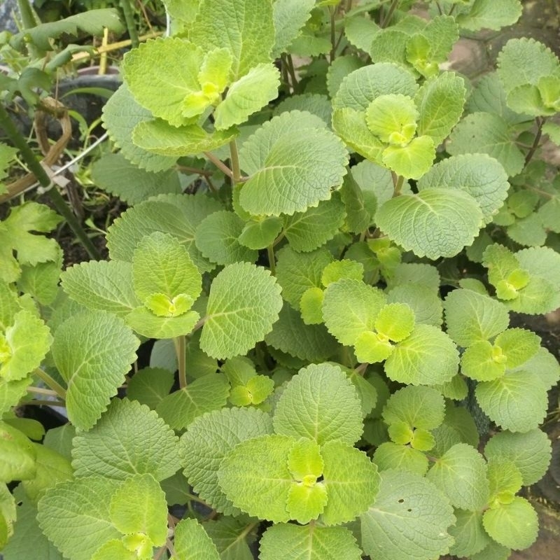 

daun bangun bangun, torbangun 500 gr