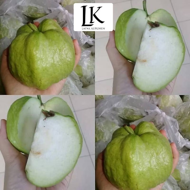 

Jambu Kristal Asli Kebumen 500g