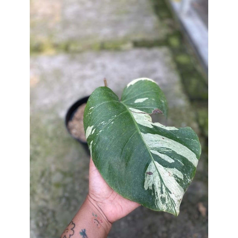 Monstera Mint Vagiegated