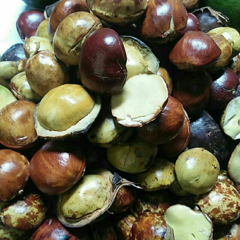 

JENGKOL JERING TUA KUPAS SUPER 1KG