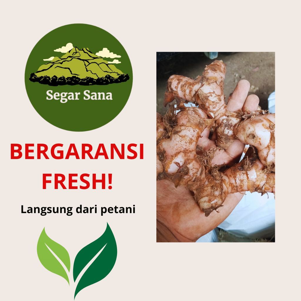 

LENGKUAS/LAOS MERAH DELIMA MURAH BERKUALITAS