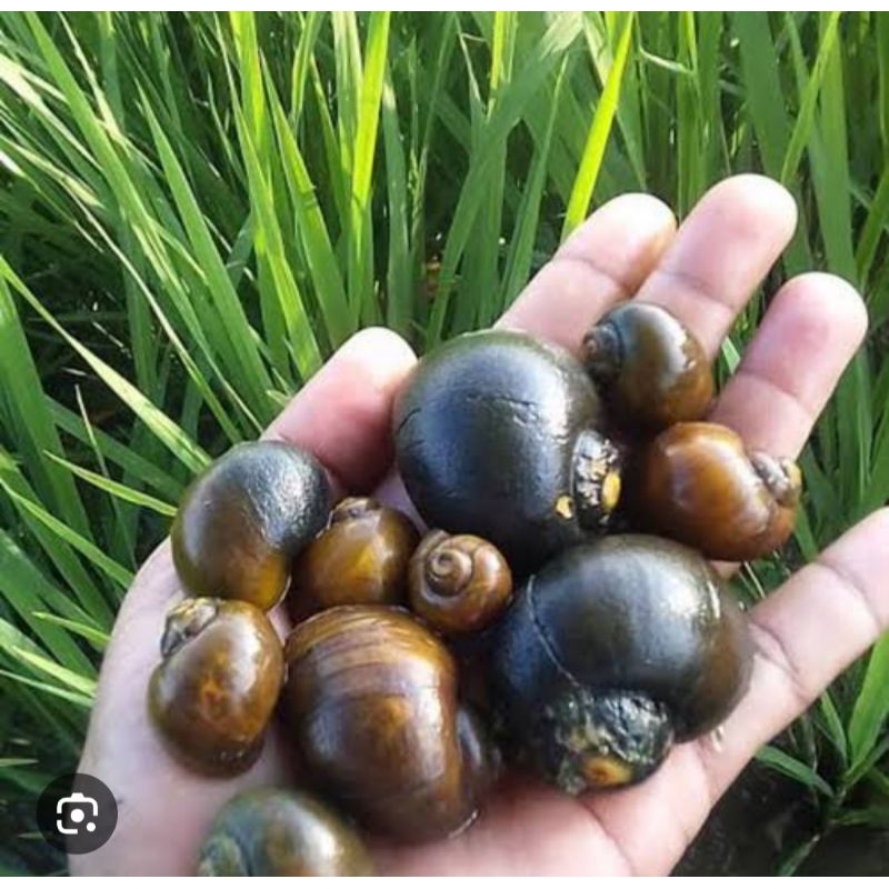 

keong sawah 1 kg hidup