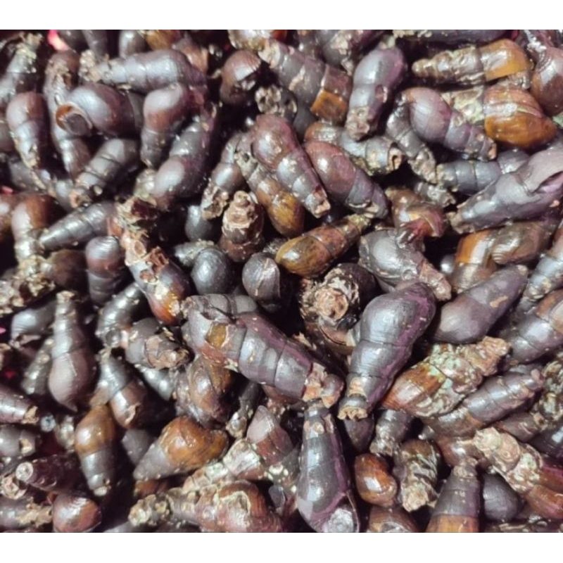 

keong sungai/Tutut kecil fresh 1kg