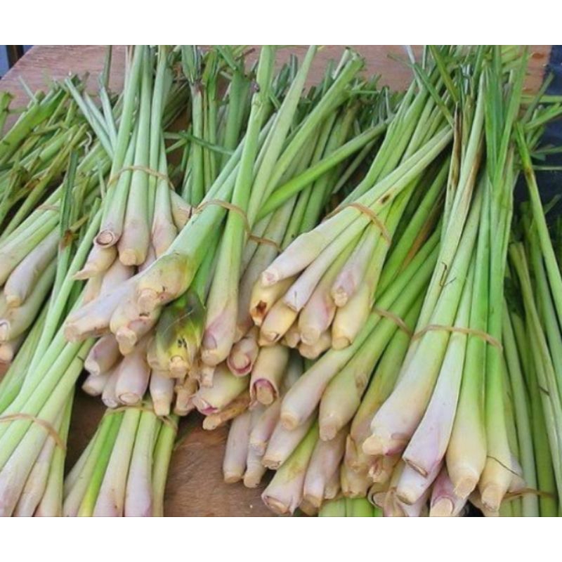 

Sereh Segar - Aroma yang Menggugah Selera!