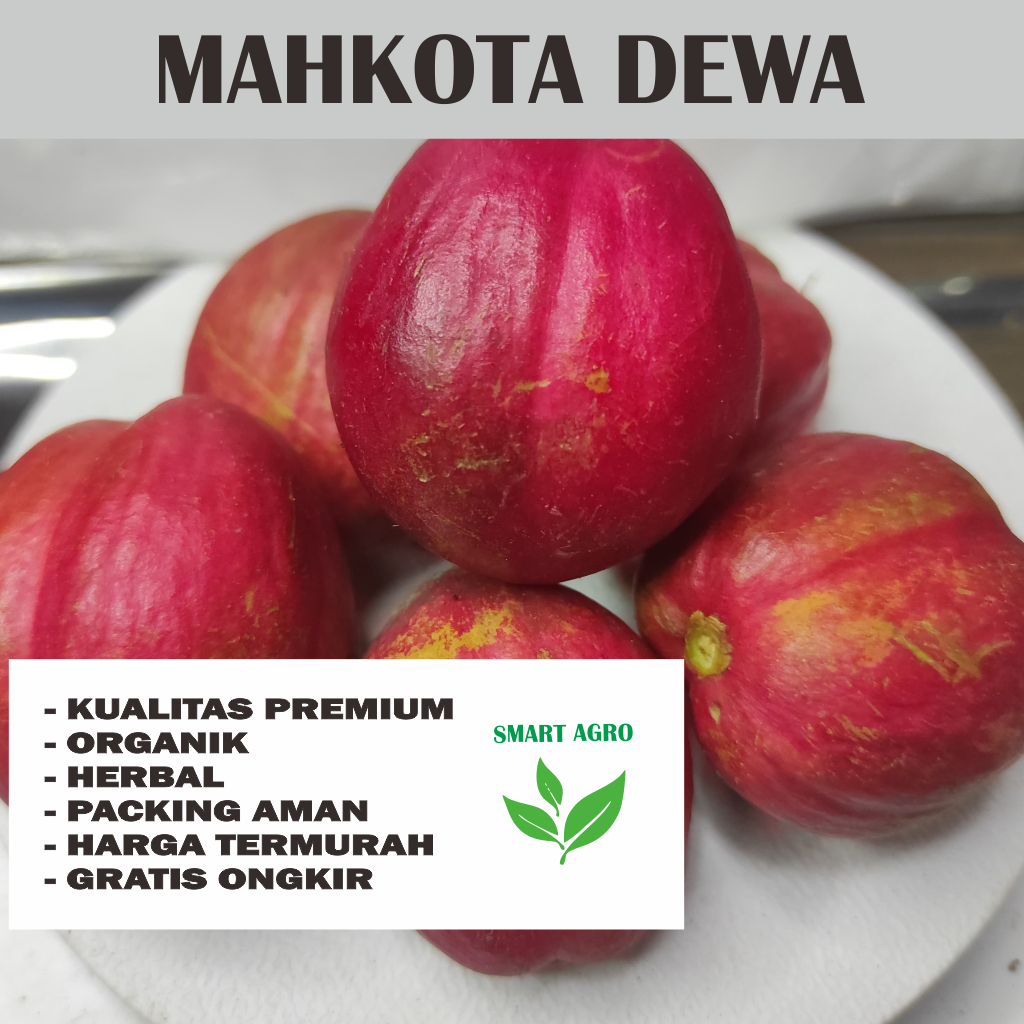 

Buah mahkota Dewa Segar 1 Kg organik