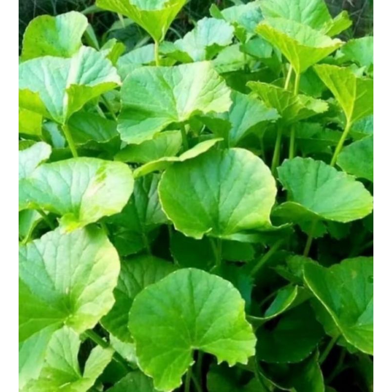 

daun pegagan/antanan merah tanpa akar