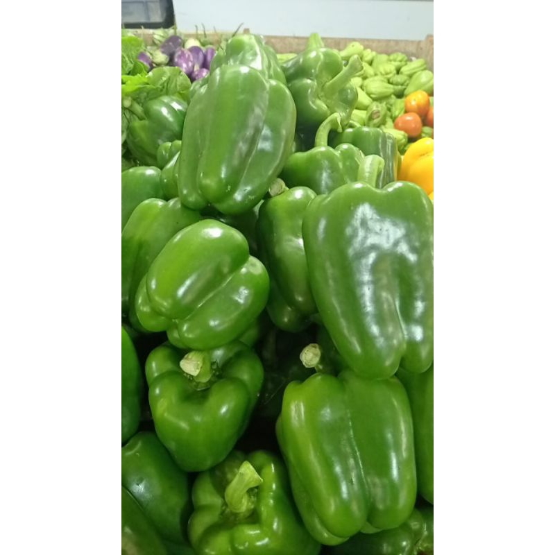 

sayur mayur paprika hijau 250gr 500gr 1kg