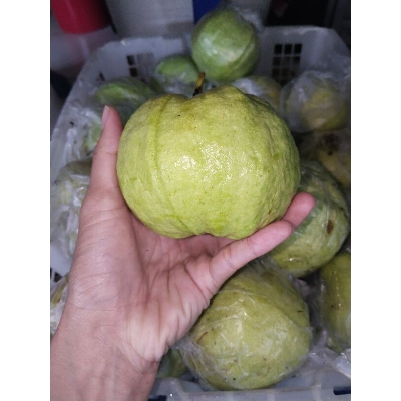 Jambu Kristal jambu rujak jambu manisan