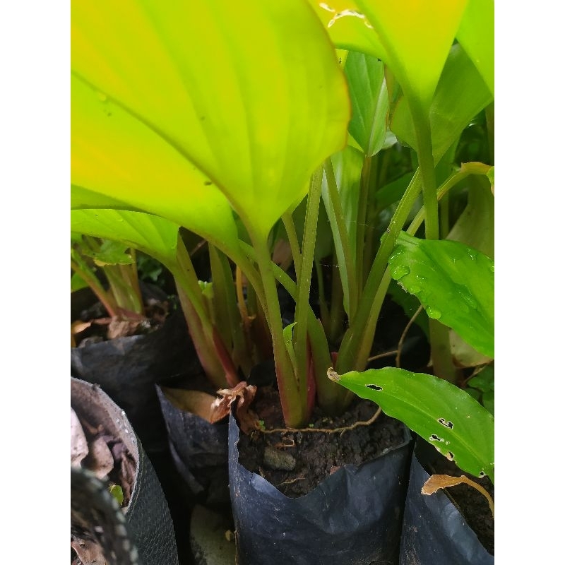 bibit kunyit hitam