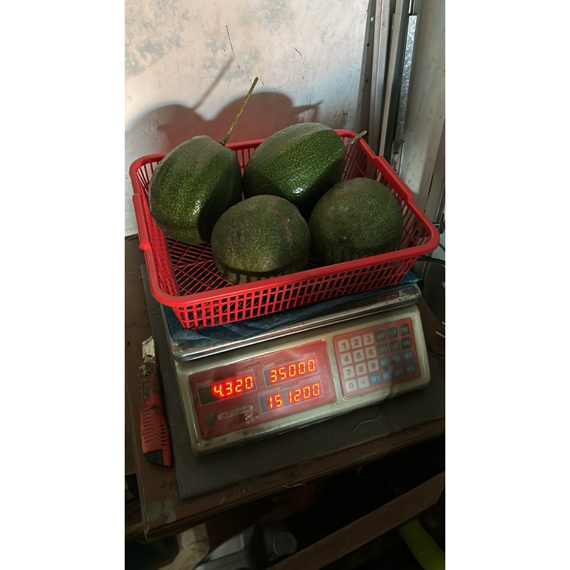 Alpukat mentega jumbo/alpukat kendil