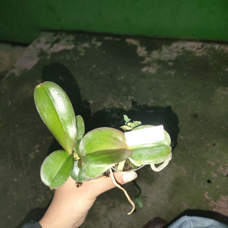 

3 seedling angbul