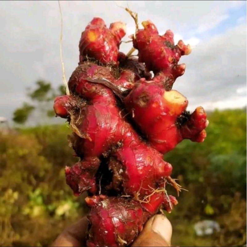

JAHE MERAH SEGAR DAN BERSIH KWALITAS SUPER 250 GRAM