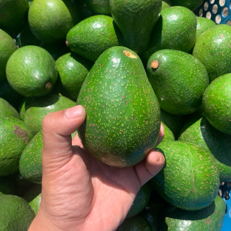 

Alpukat Mentega Lokal 1kg isi 4-5 buah Garansi
