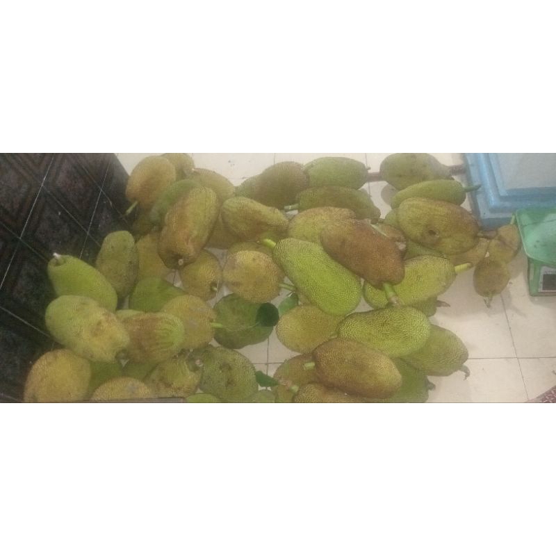 

nangka sayur kupas