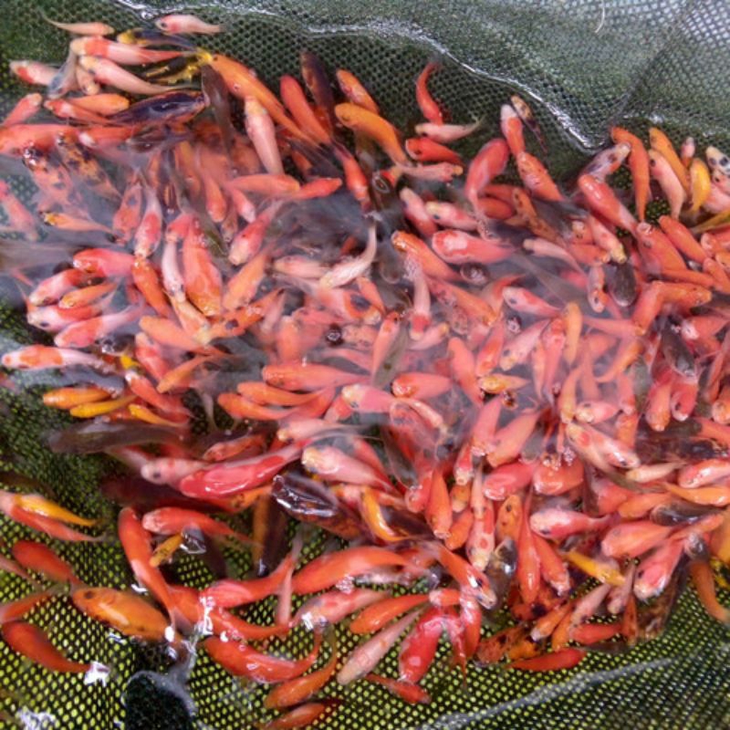 PAKAN IKAN HIDUP UNTUK IKAN PREDATOR IKAN MAS KECIL)