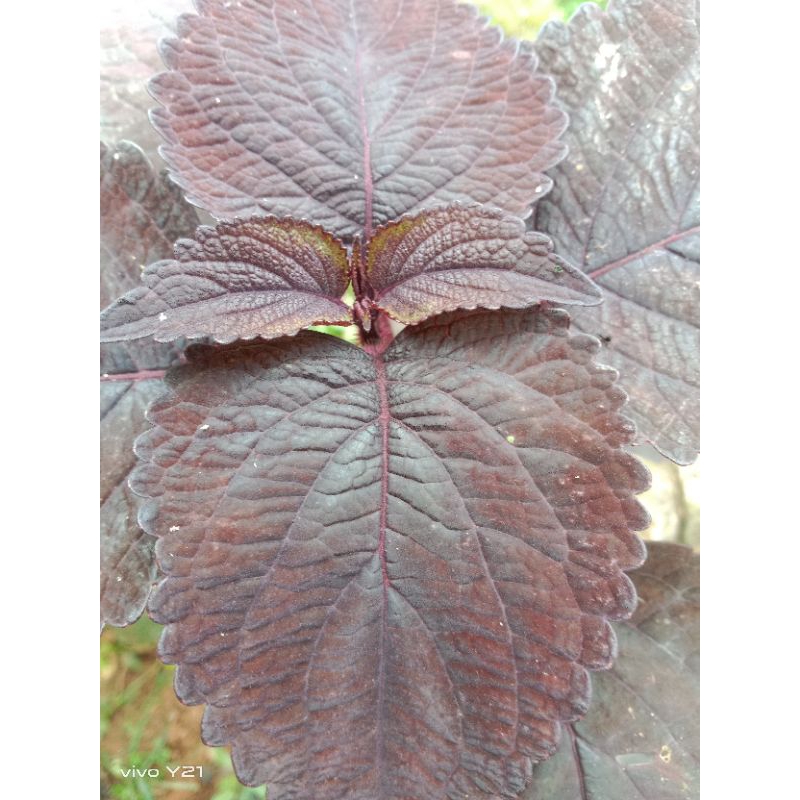 

daun miana/jawerkotok segar 250/gram