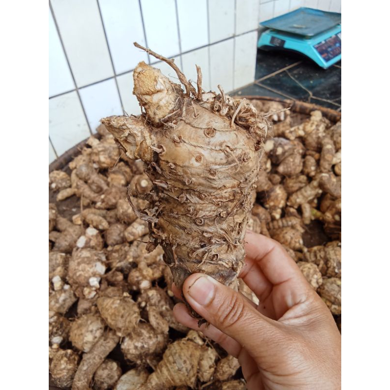 

empu kunyit putih besar berkualitas 1kg fresh