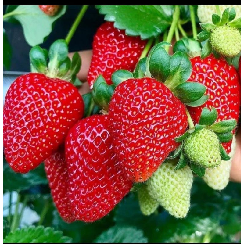 

Strawberry fresh premium Ciwidey READY STOK
