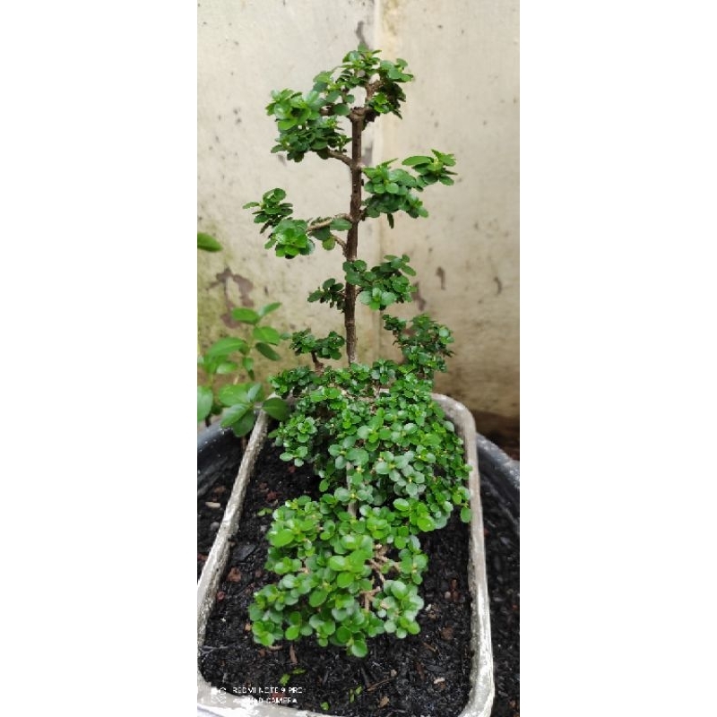 Bonsai Sancang Mame